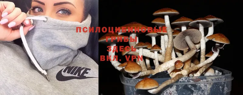 Псилоцибиновые грибы Psilocybe  Партизанск 